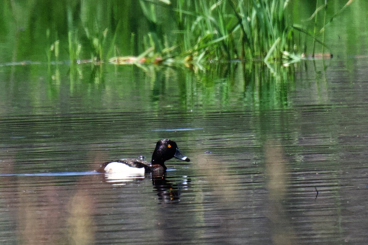 Ring-necked Duck - ML640200694