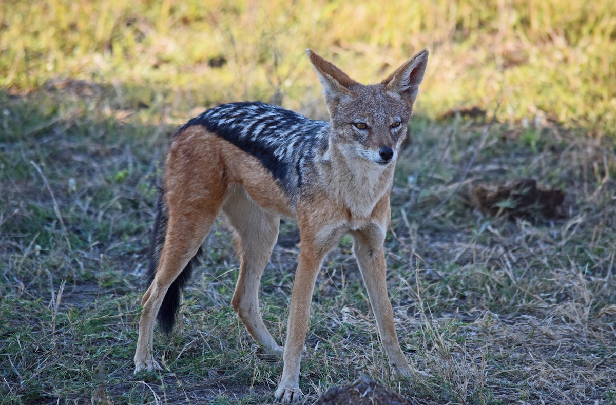 Black-backed Jackal - ML640200773