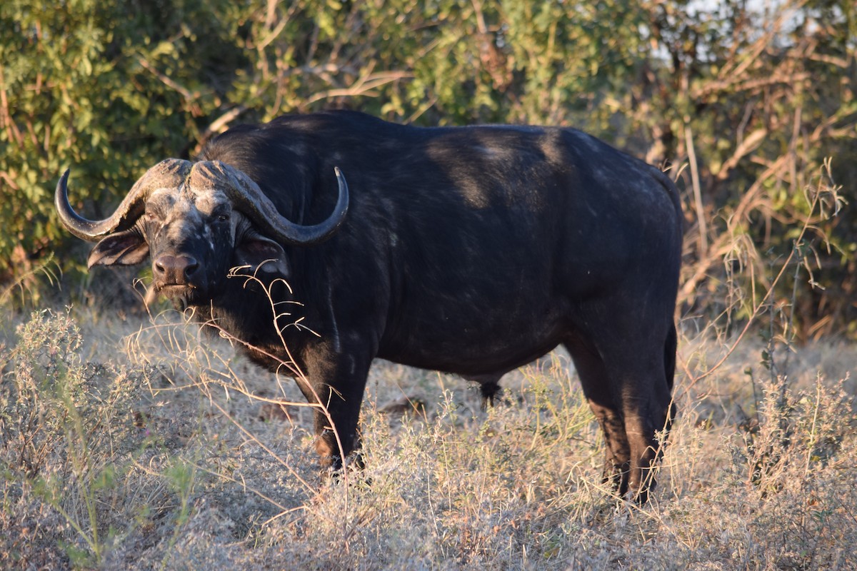 Cape Buffalo - ML640200782