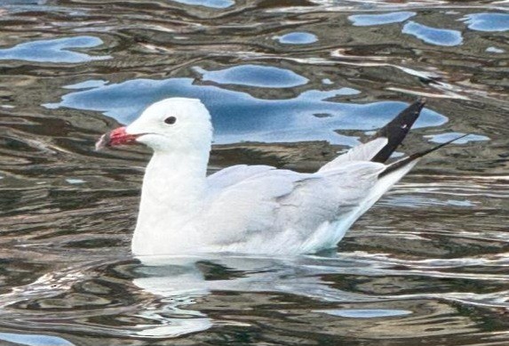 Audouin's Gull - ML640200845