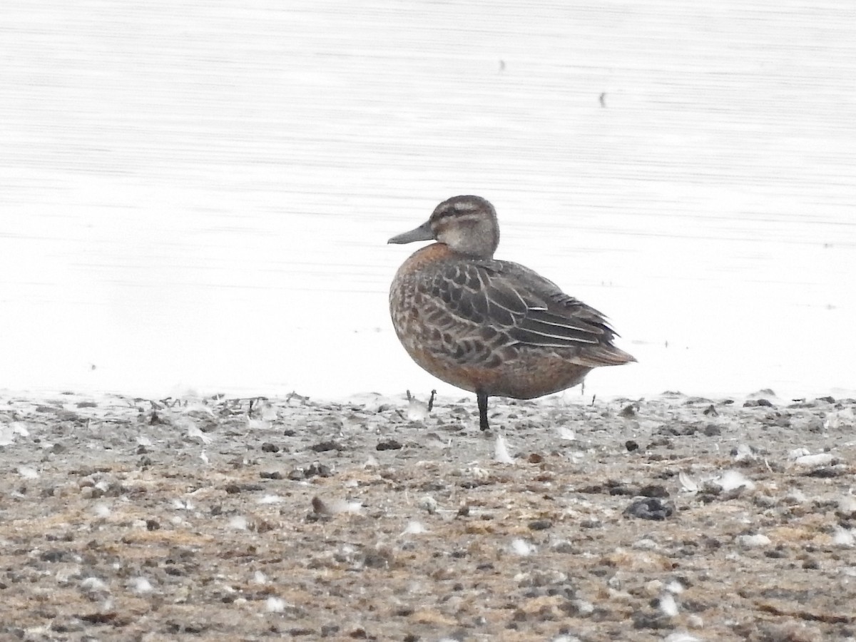 Marzaiola - ML640200939