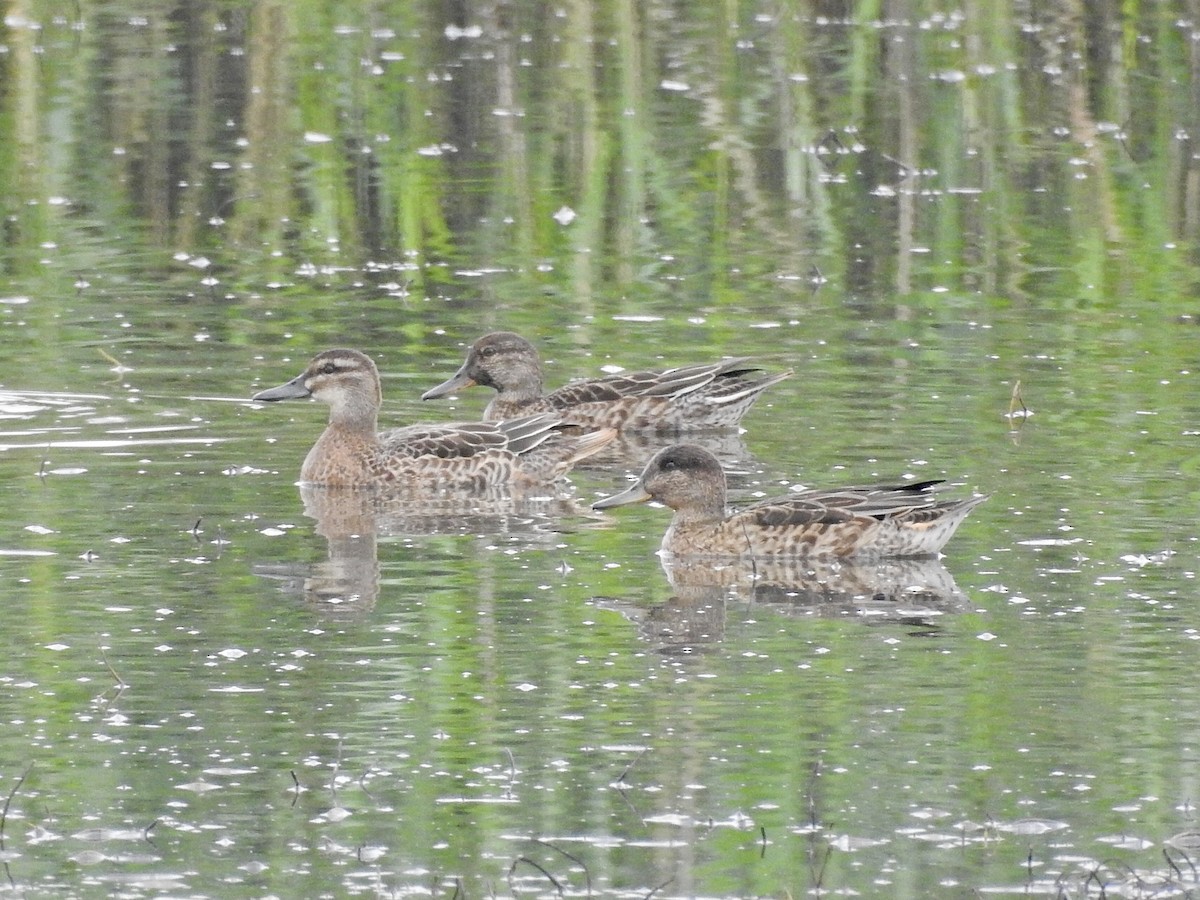 Marzaiola - ML640200940