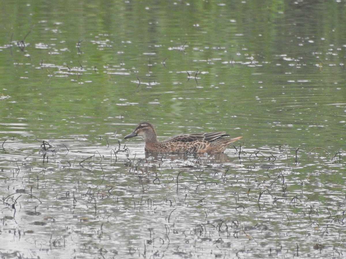 Marzaiola - ML640200941