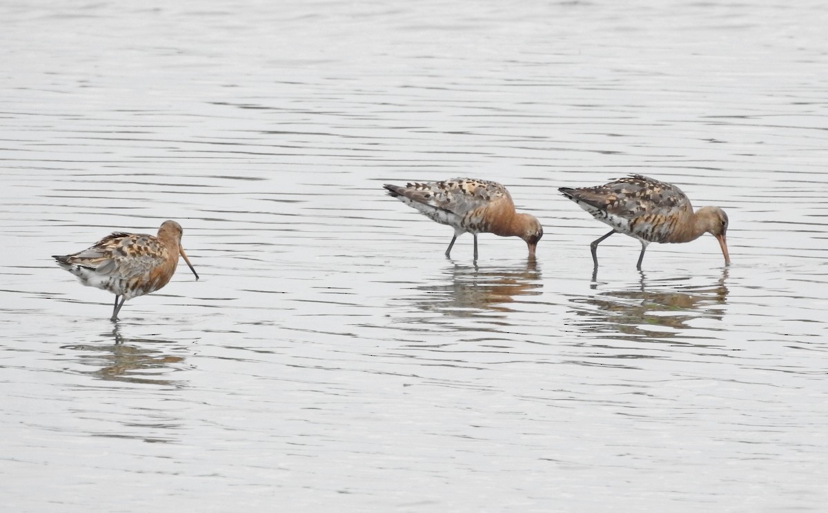 Pittima reale - ML640200972