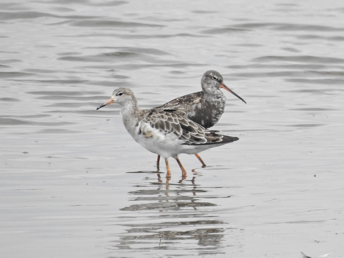 Totano moro - ML640200995