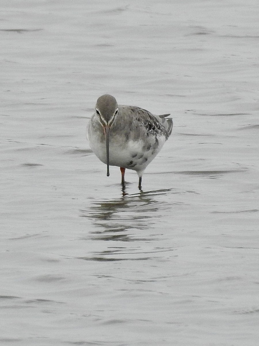 Totano moro - ML640200996