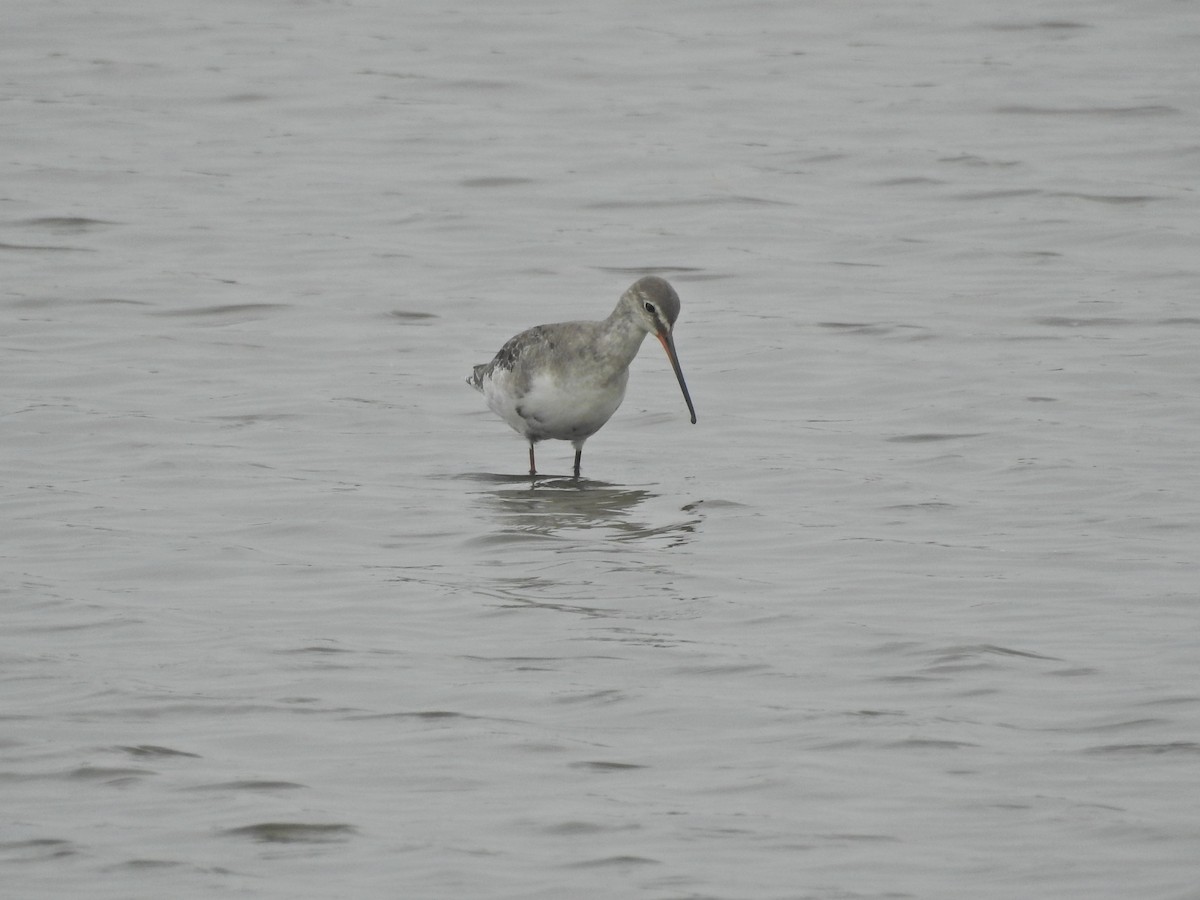 Totano moro - ML640200997