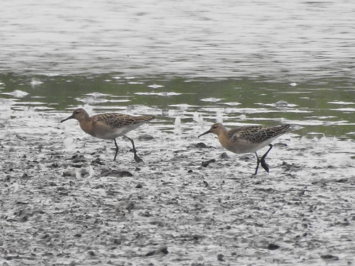 Combattente - ML640201006