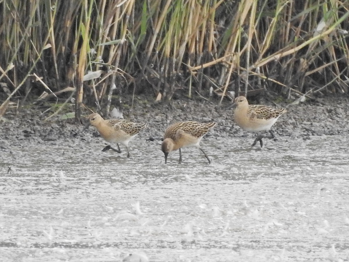 Combattente - ML640201007