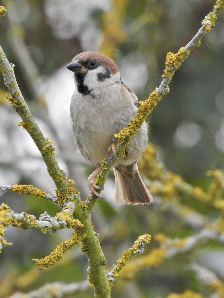 Passera mattugia - ML640201016