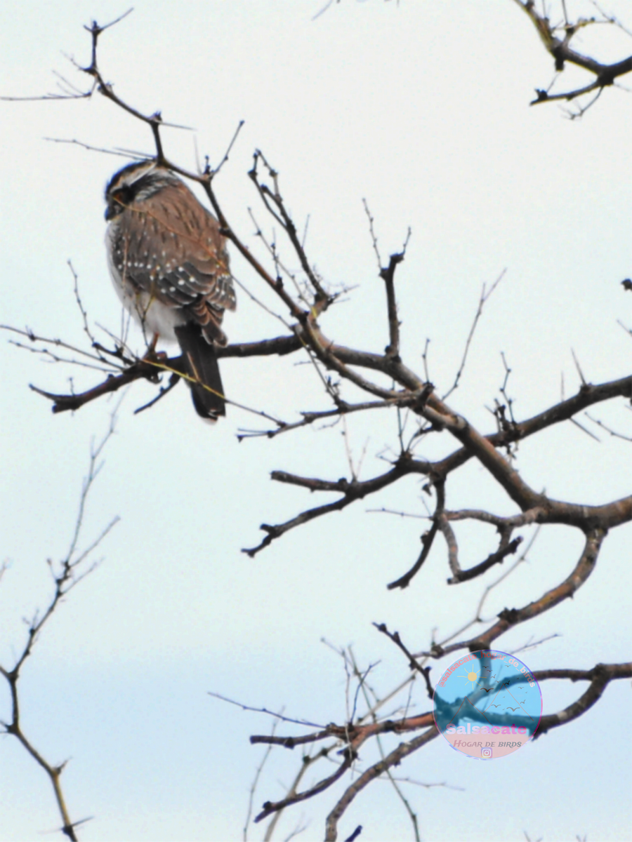Spot-winged Falconet - ML640201076