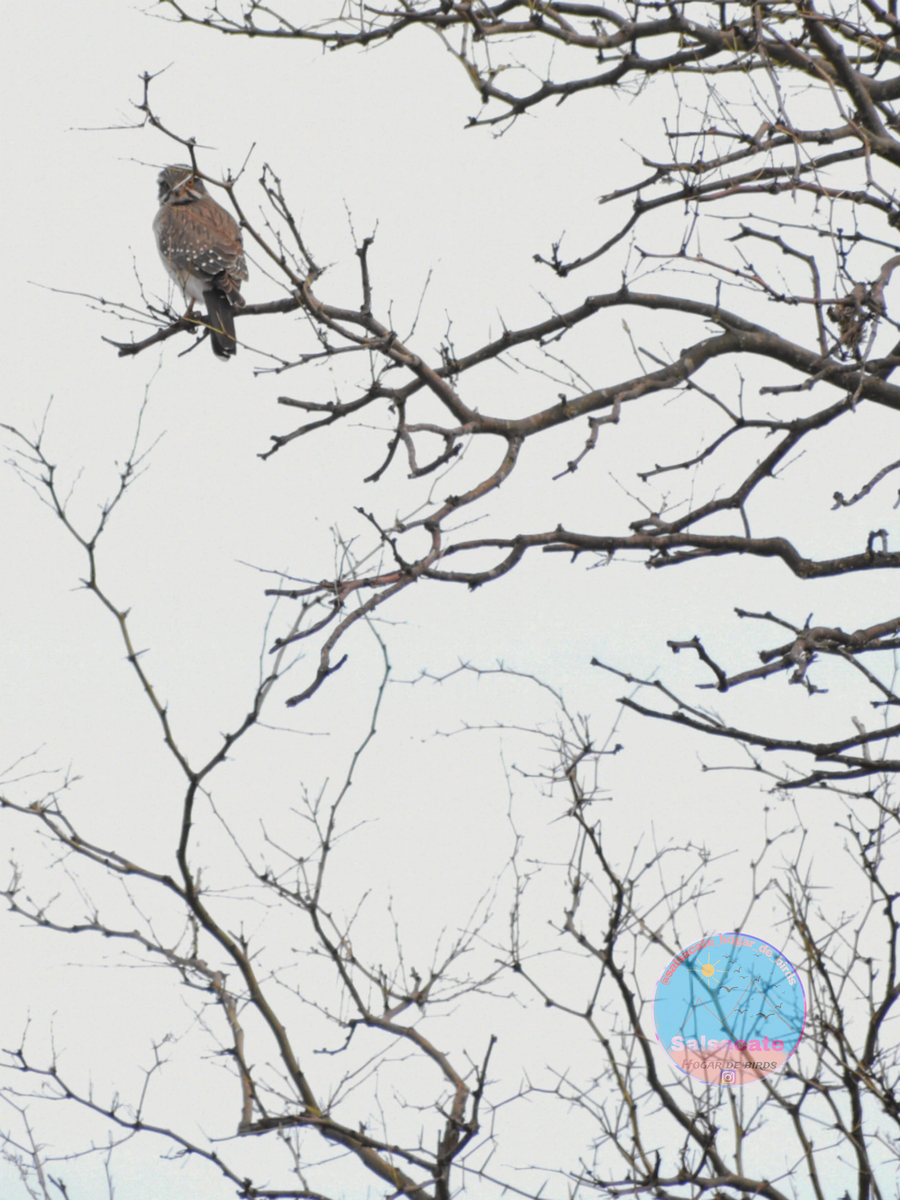 Spot-winged Falconet - ML640201090