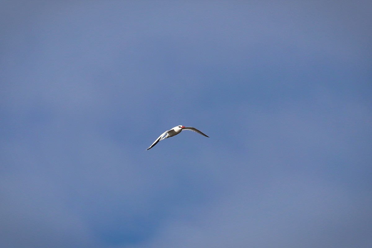 Red-billed Tropicbird - ML640201096