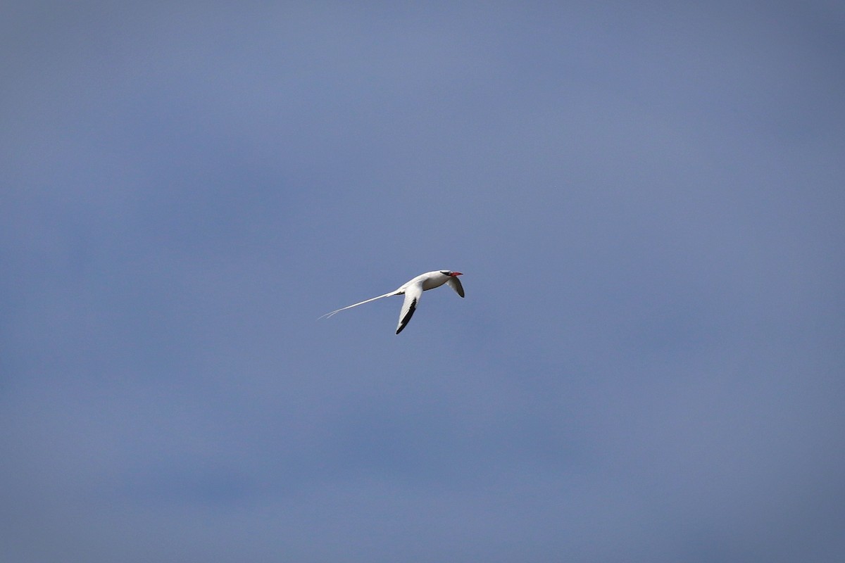Red-billed Tropicbird - ML640201097