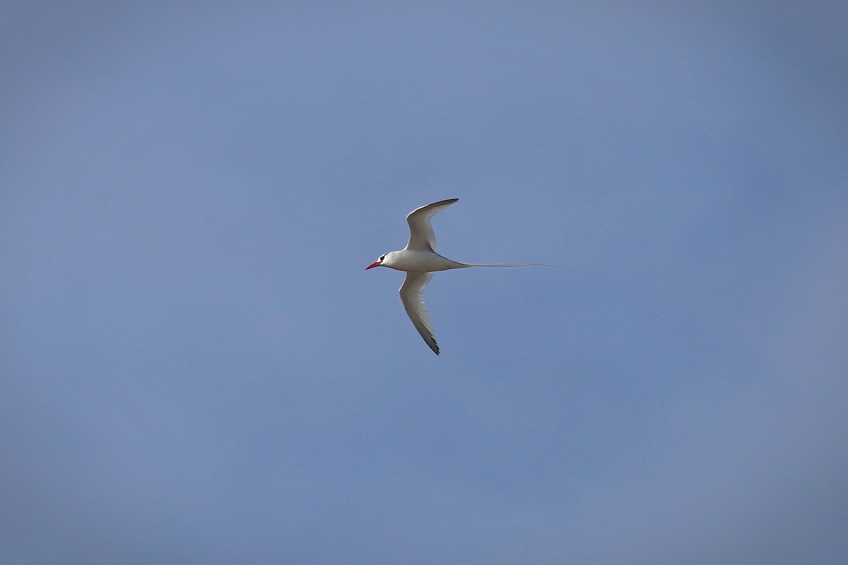 Red-billed Tropicbird - ML640201098