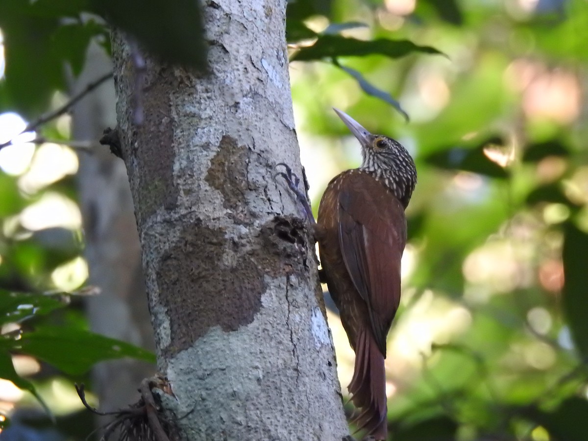 Zimmer's Woodcreeper - ML640201102