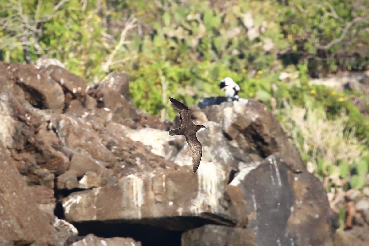 Galapagos Shearwater - ML640201124