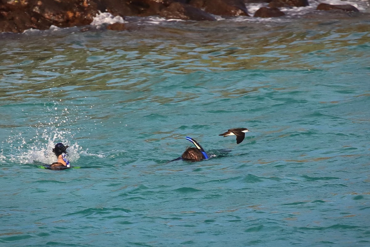 Galapagos Shearwater - ML640201125