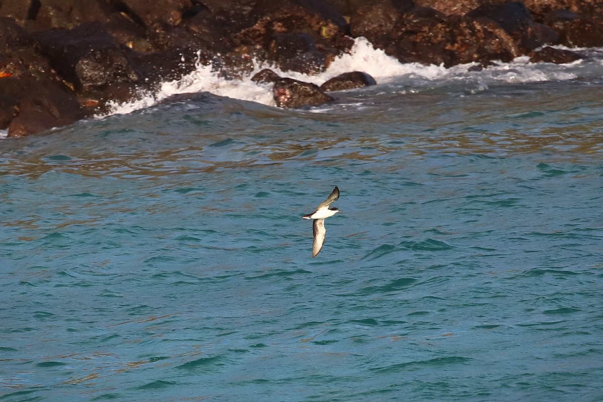 Galapagos Shearwater - ML640201126