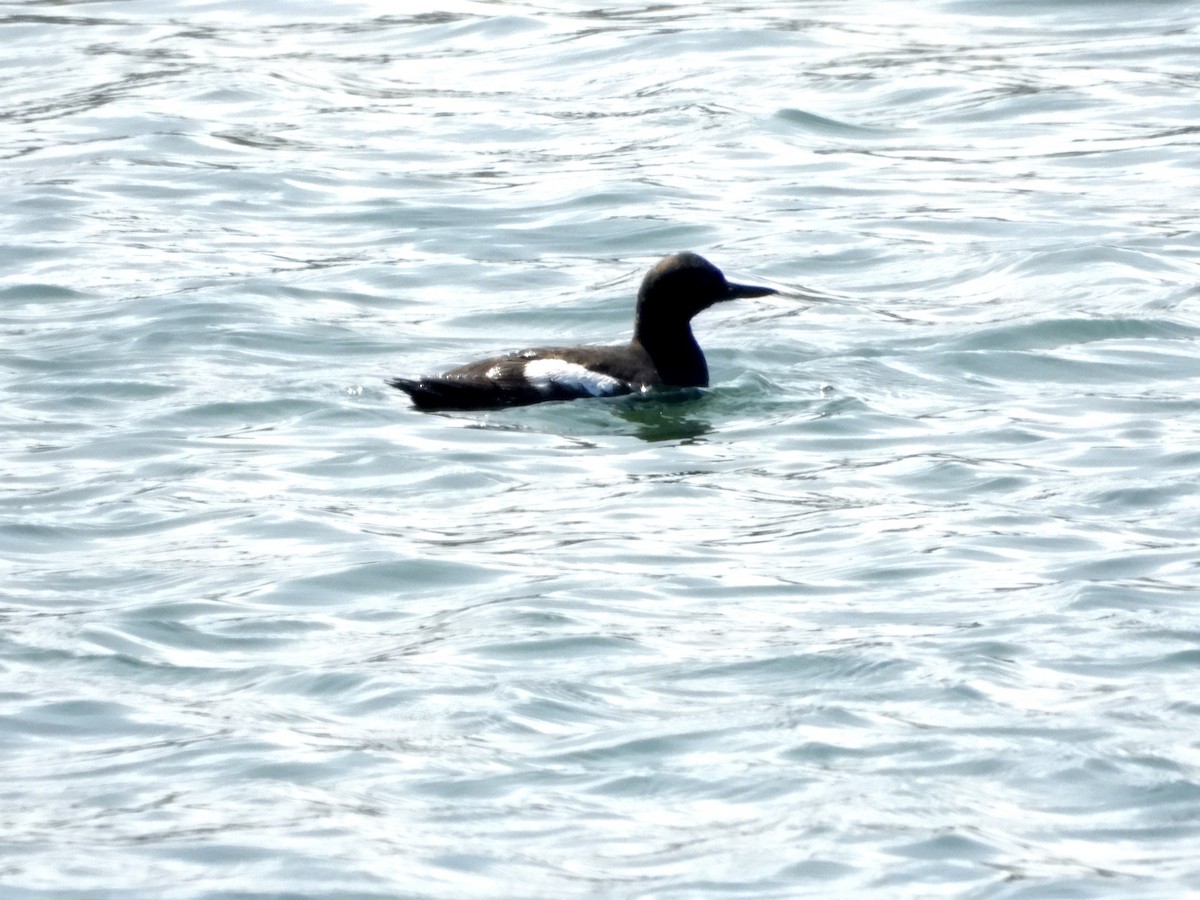 Pigeon Guillemot - ML640201176