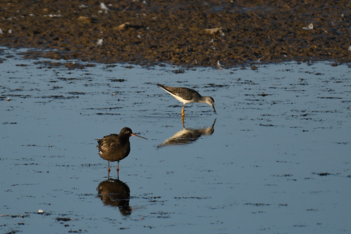 Spotted Redshank - ML640201182