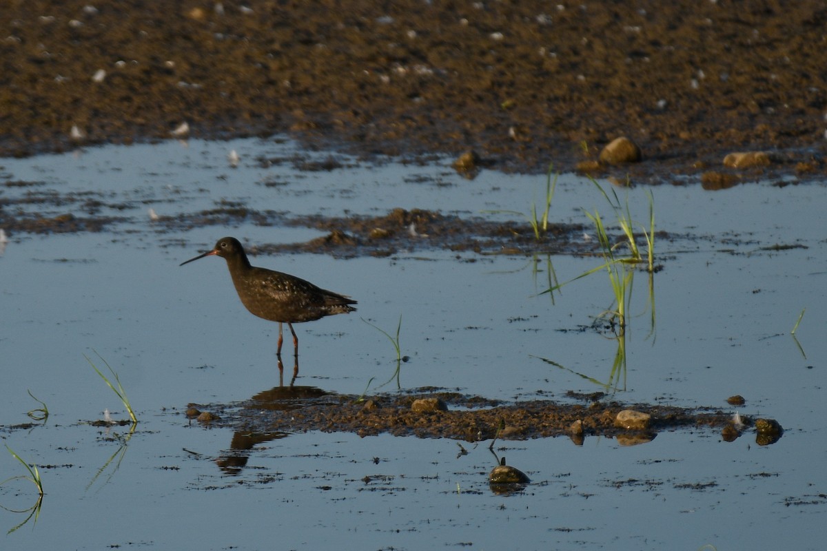 Spotted Redshank - ML640201183