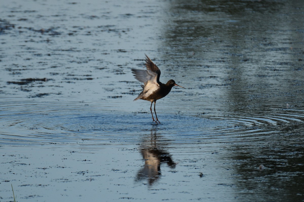 Spotted Redshank - ML640201185