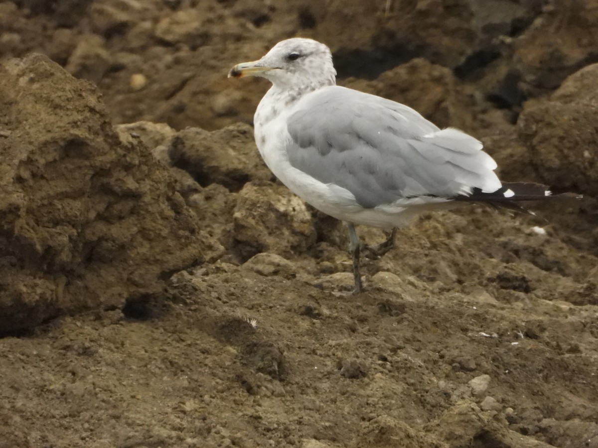 California Gull - ML640201200