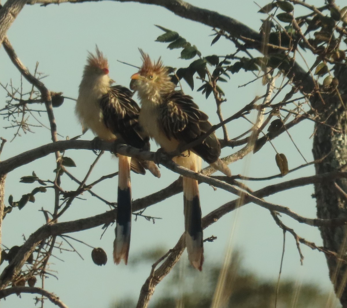 Guira Cuckoo - ML640201222