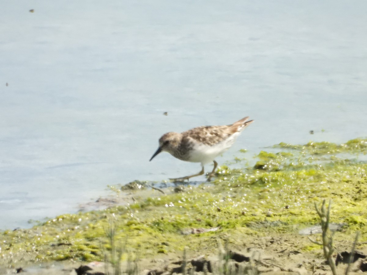 Least Sandpiper - ML640201230
