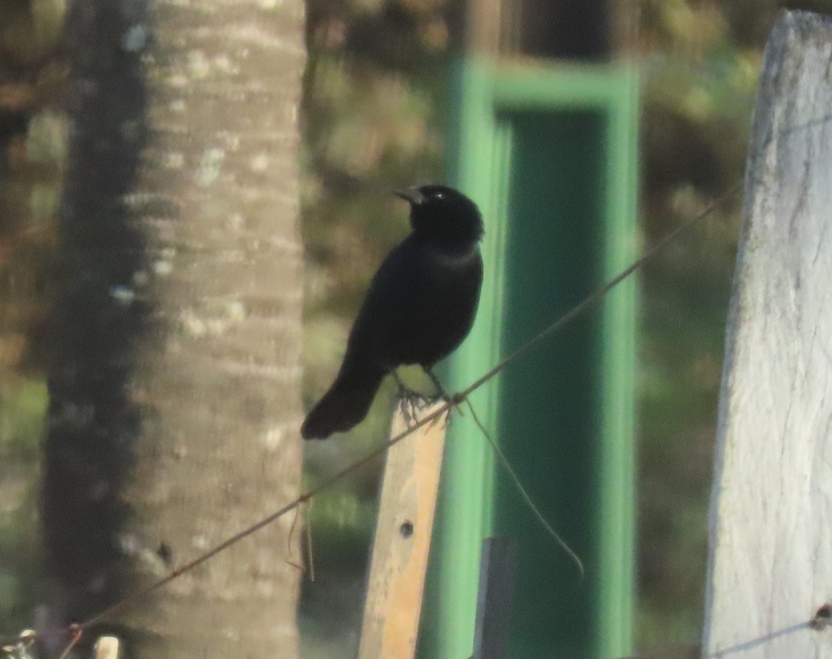 Chopi Blackbird - ML640201233