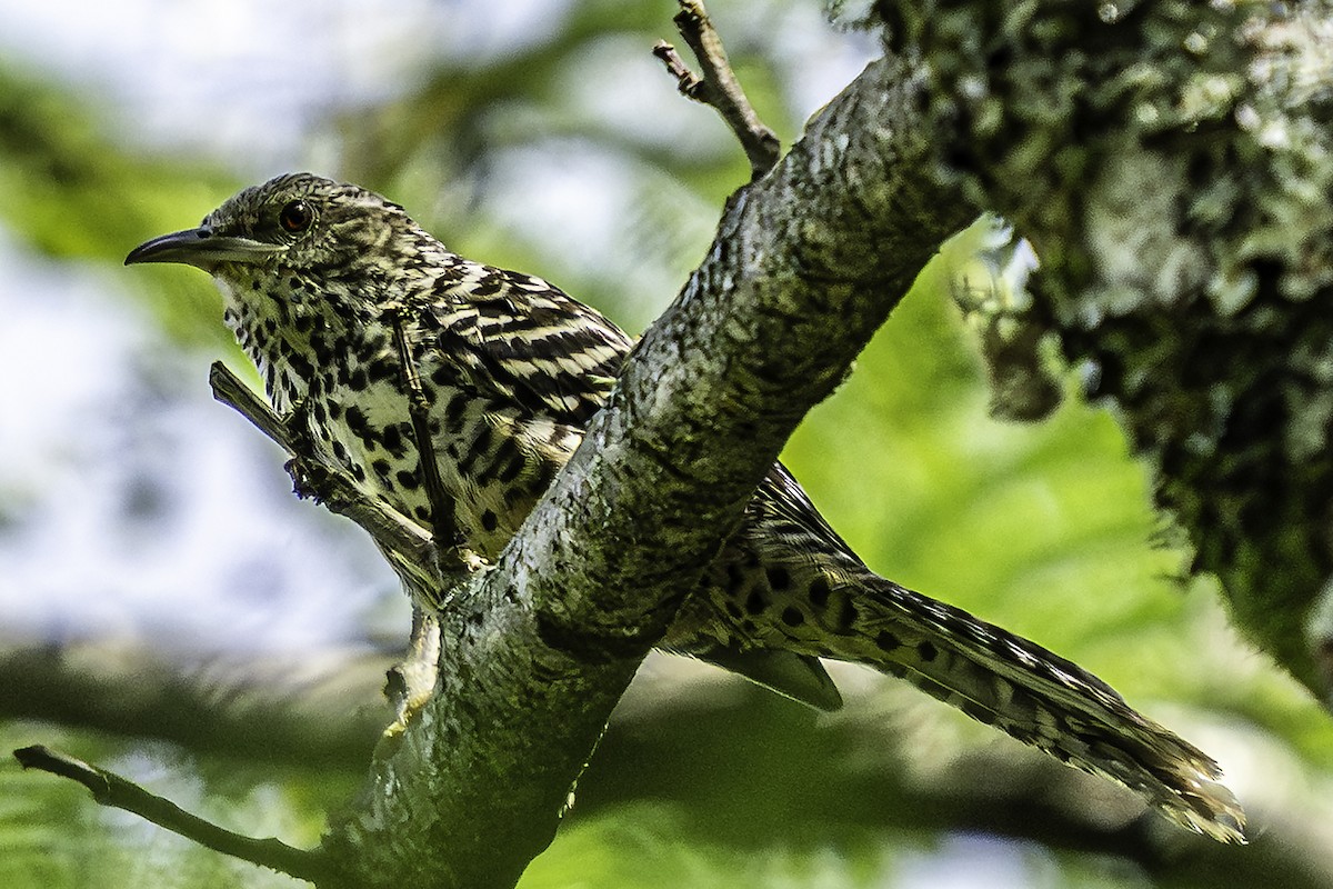 Band-backed Wren - ML640201336