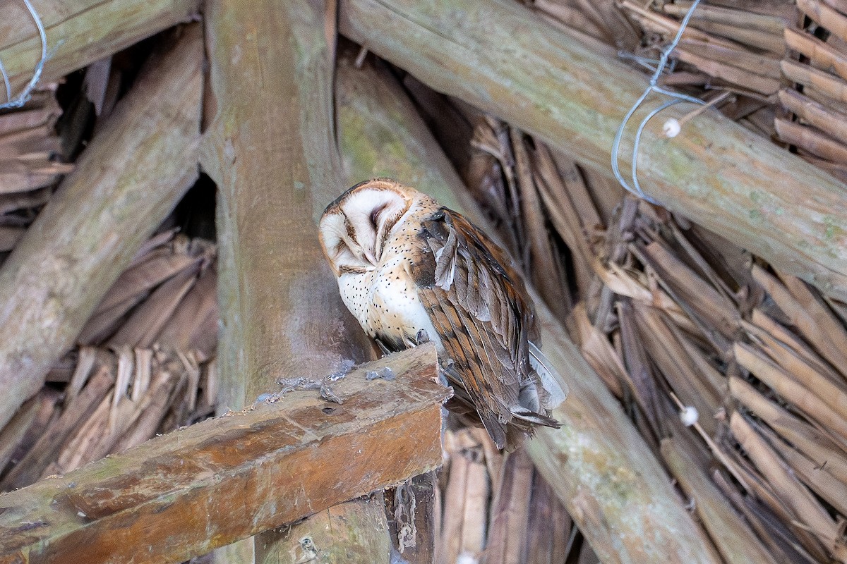 American Barn Owl - ML640201372
