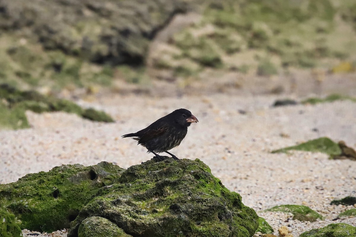 Genovesa Cactus-Finch - ML640201379