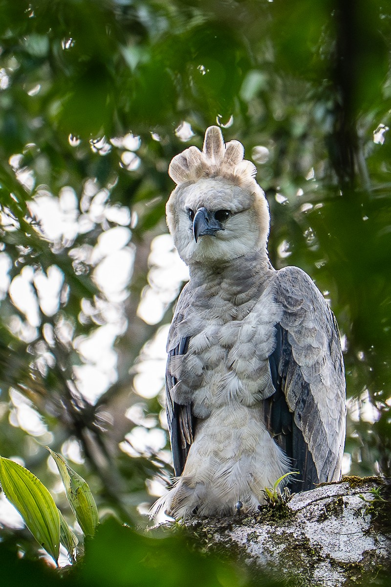 Harpy Eagle - ML640201494