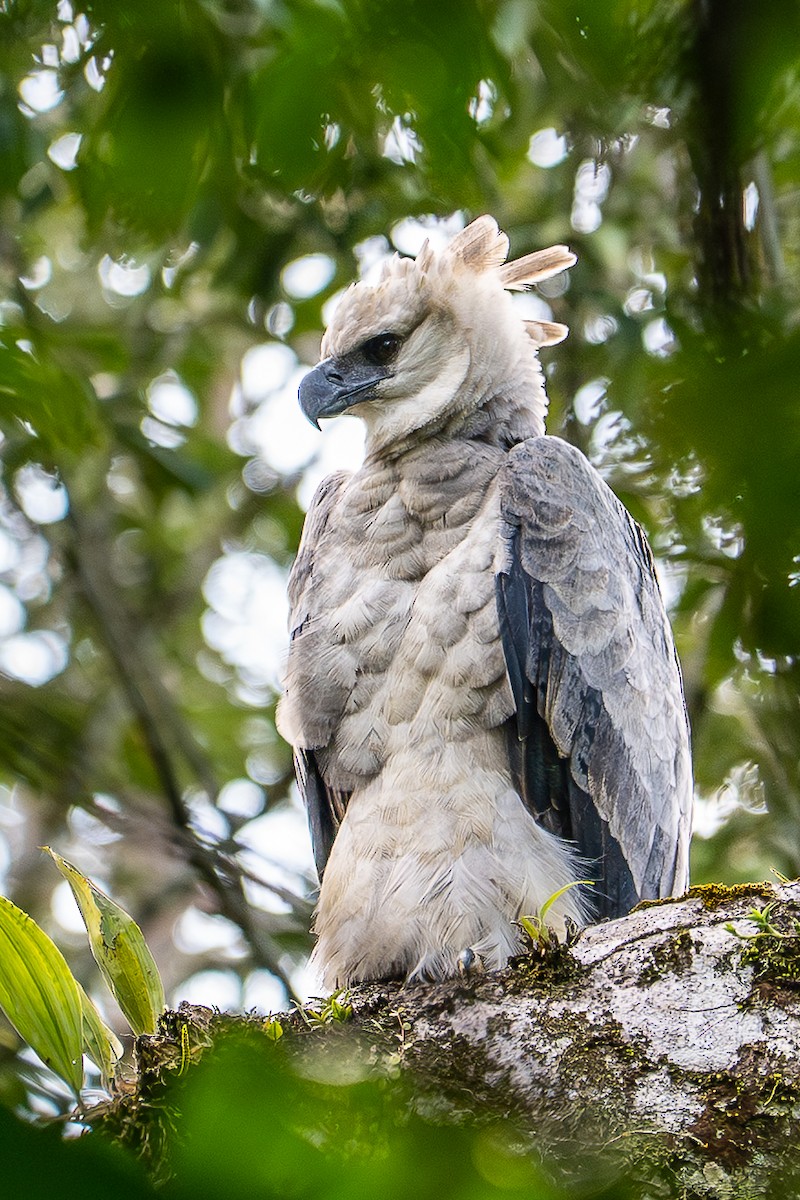 Harpy Eagle - ML640201495