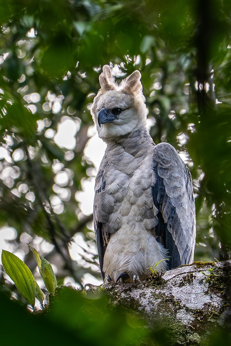Harpy Eagle - ML640201496