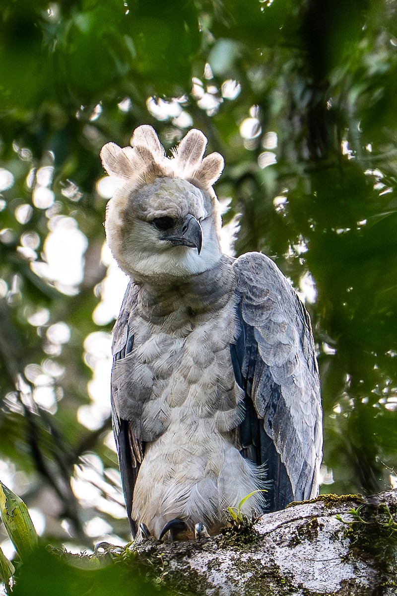 Harpy Eagle - ML640201497