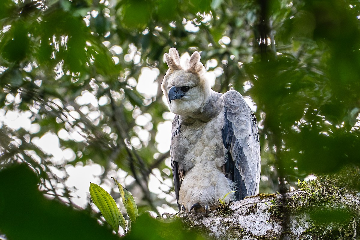 Harpy Eagle - ML640201499