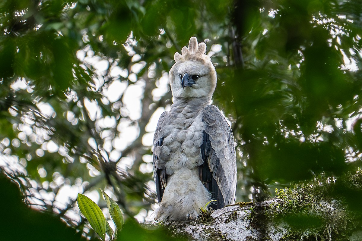 Harpy Eagle - ML640201500
