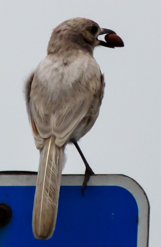 California Scrub-Jay - ML64020151