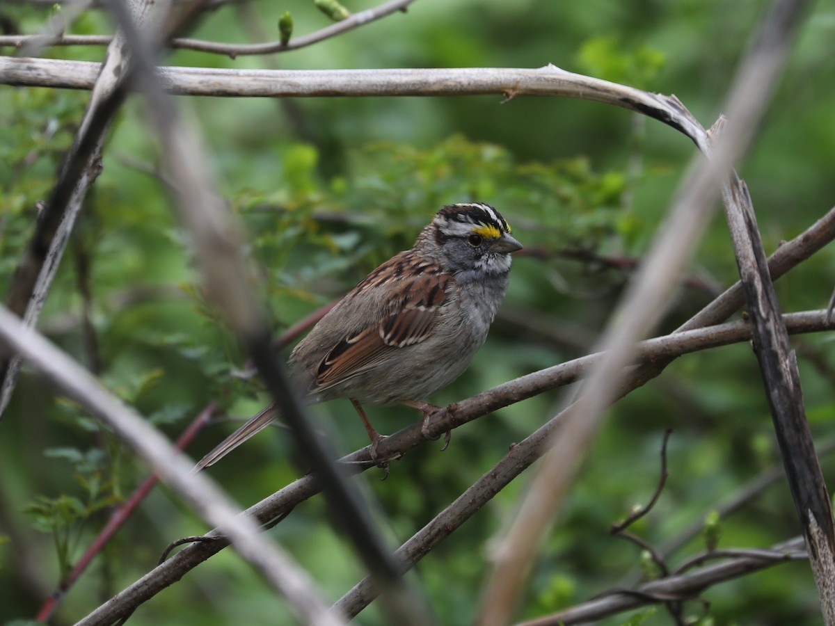 White-throated Sparrow - ML640201574