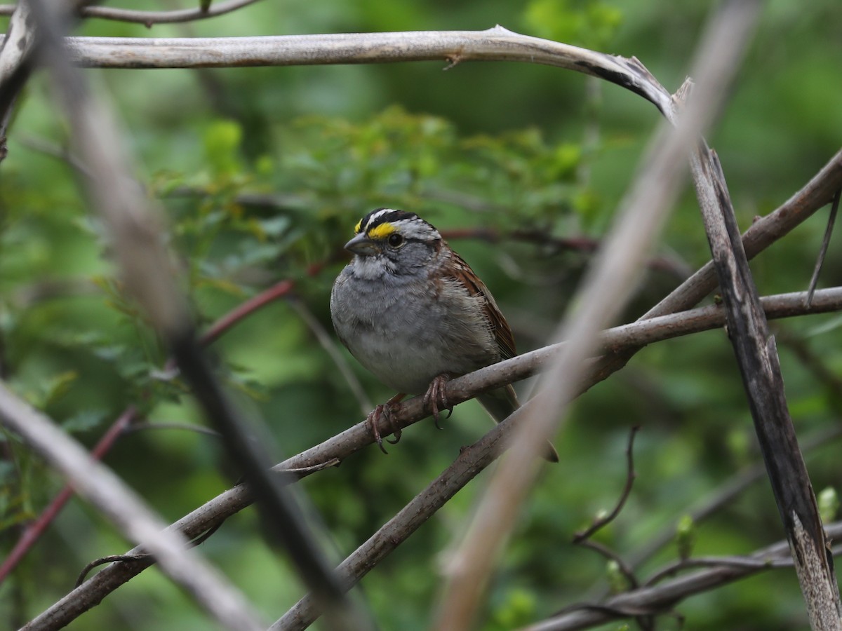 White-throated Sparrow - ML640201575