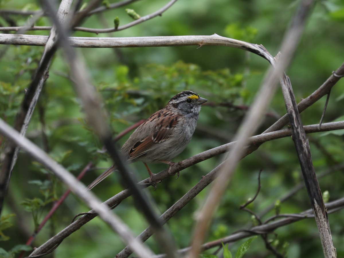 White-throated Sparrow - ML640201576