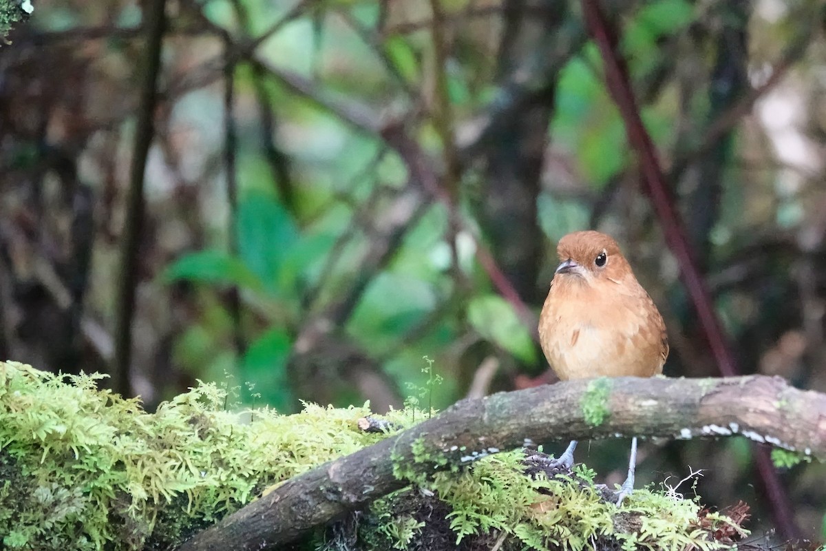 Muisca Antpitta - ML640201588