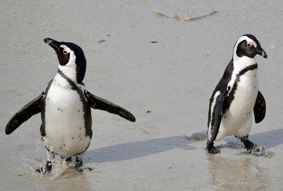 African Penguin - ML640201597