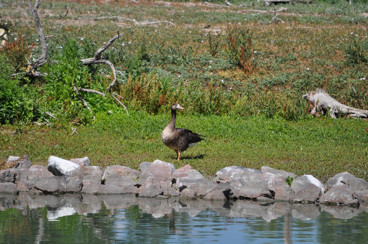 Graylag x Canada Goose (hybrid) - ML640201623
