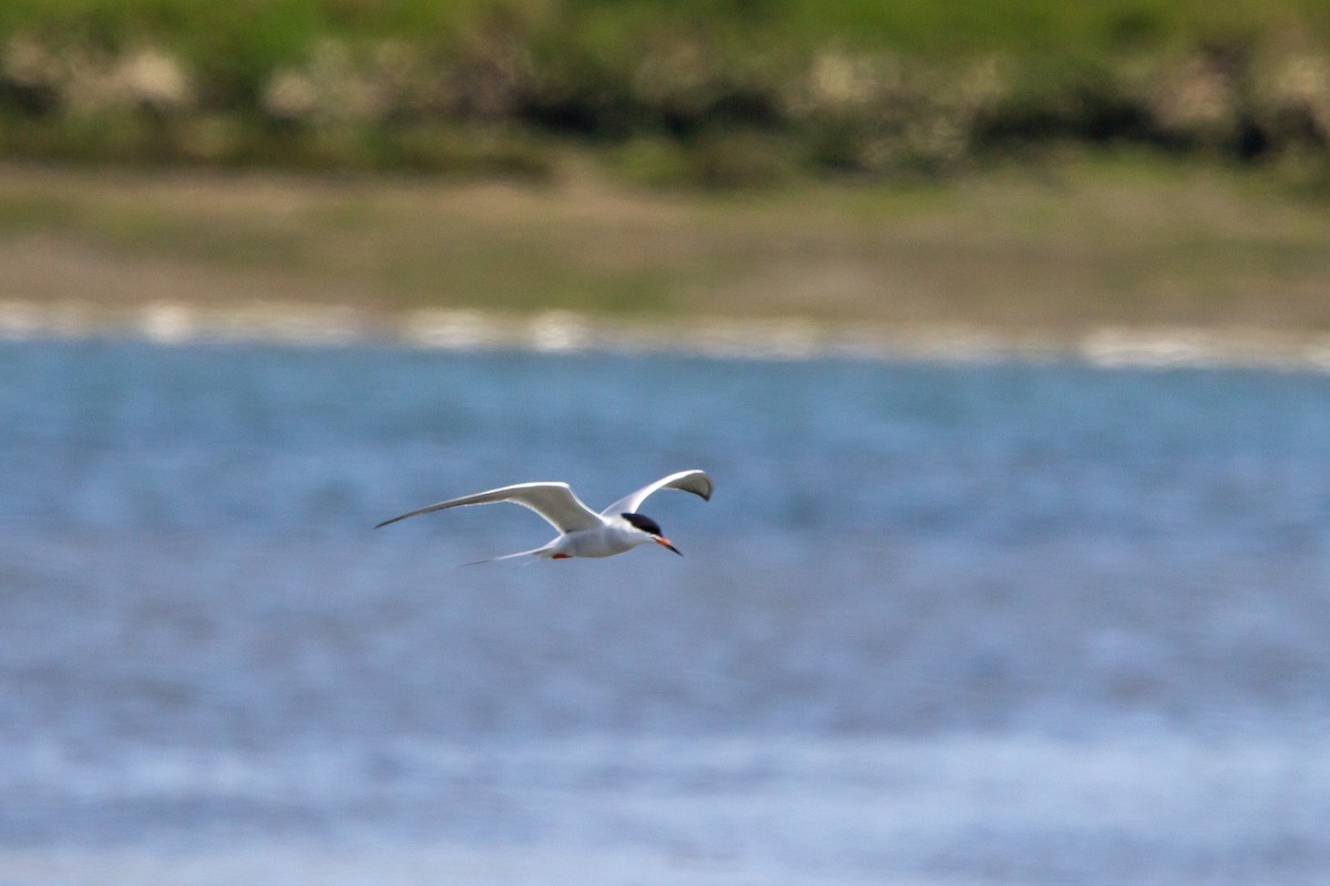 Forster's Tern - ML640201641