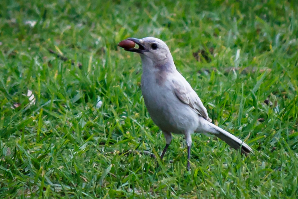 California Scrub-Jay - ML64020171