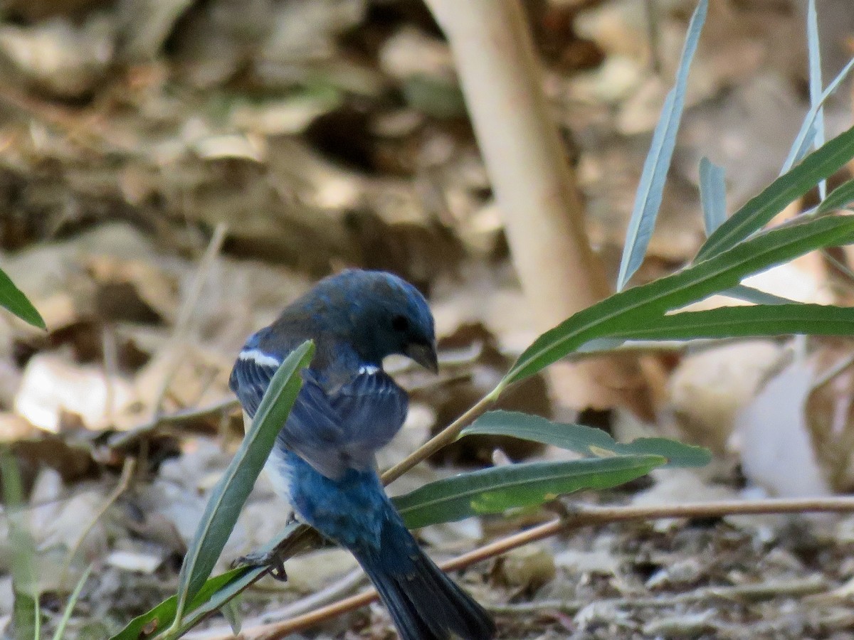 Lazuli Bunting - ML640201712